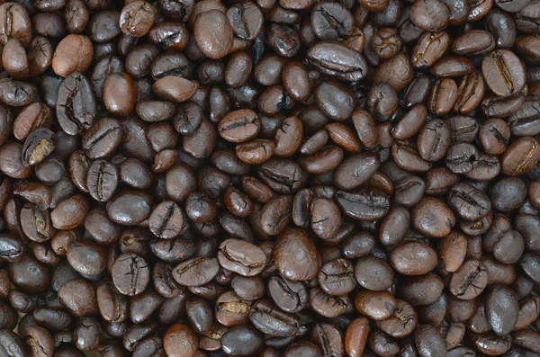 Coffee Bean — Stock Photo, Image