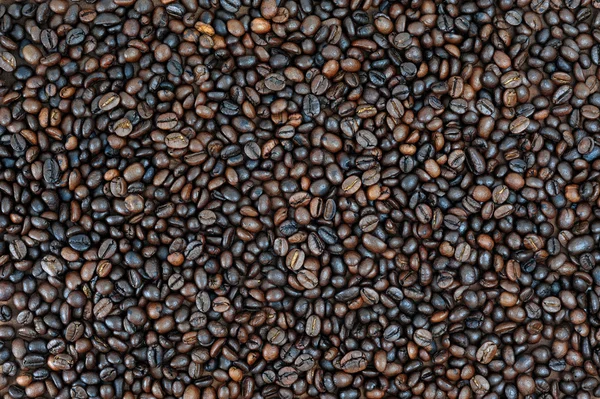 Graine de café — Photo