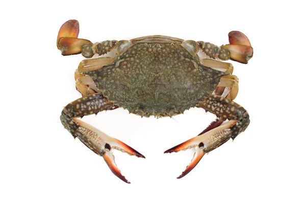 Blue crab — Stock Photo, Image