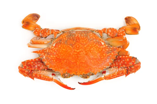 Blue crab — Stock Photo, Image