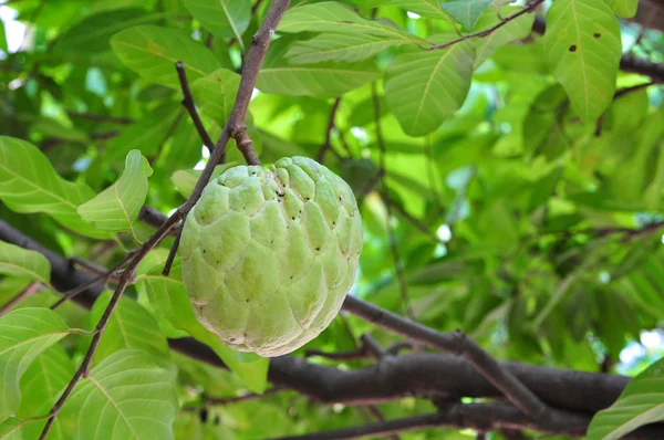 Custard apple — Stock Photo, Image