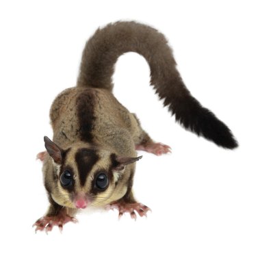 Sugarglider