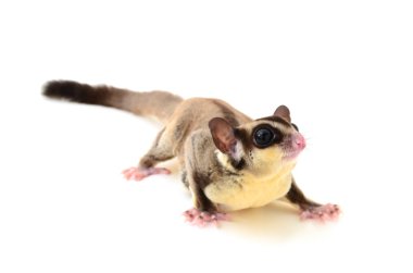Sugarglider