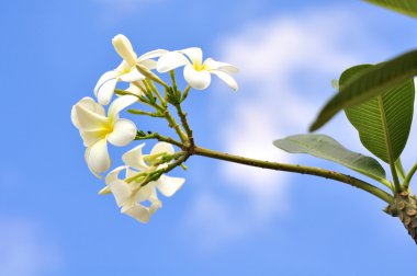 Frangipani çiçekler