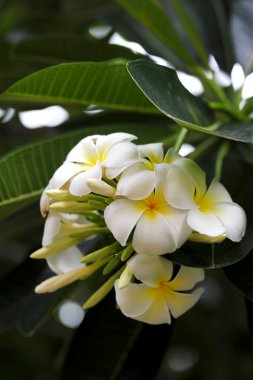 Frangipani çiçekler