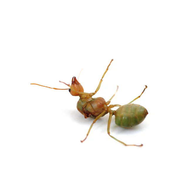 Dead Ant — Stock Photo, Image