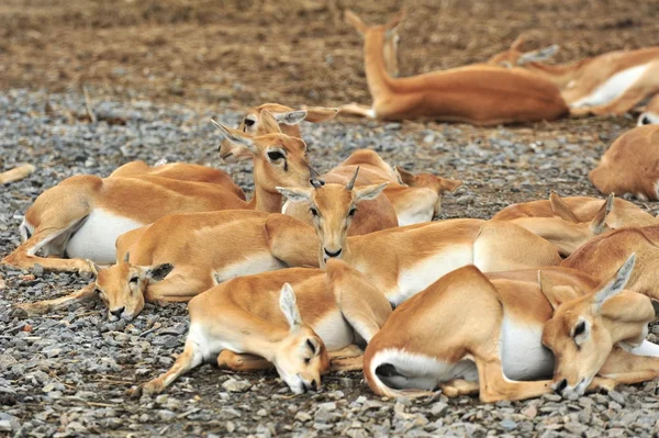 Deer Family — Stock Photo, Image