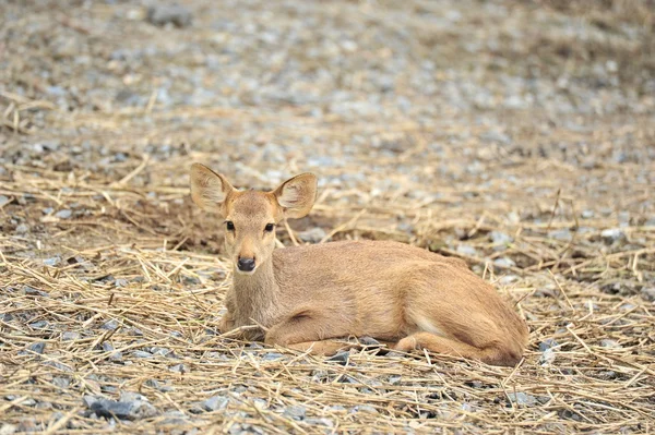 Fawn — Stock Photo, Image