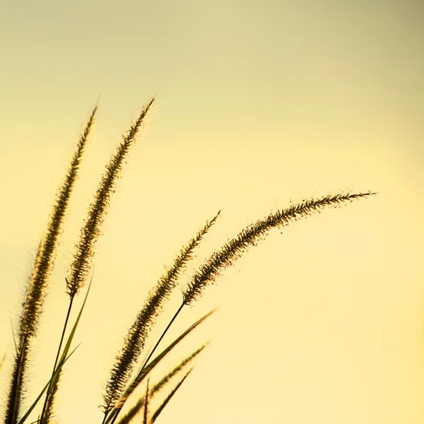 Erba di dune — Foto Stock