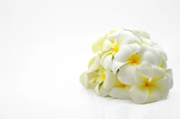 Frangipani flowers — Stock Photo, Image