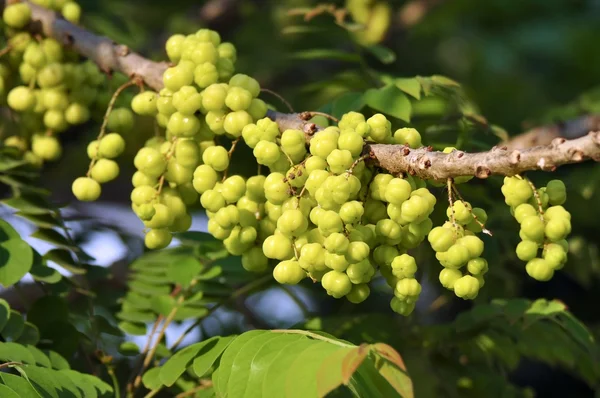 Gooseberry fruit — Stock Photo, Image