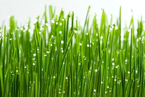 Grass and Water Droplet — Stock Photo, Image