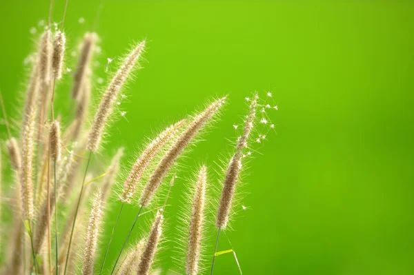 Grass flower — Stock Photo, Image