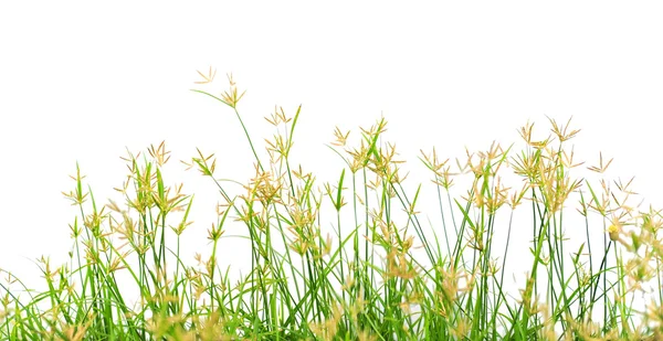 Grass flowering — Stock Photo, Image