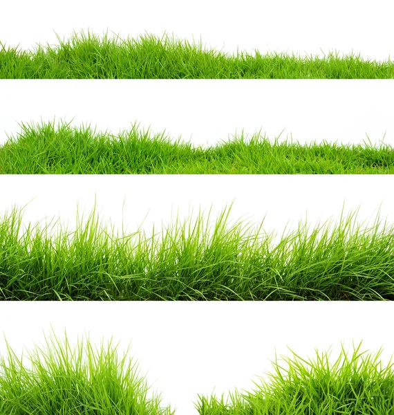 Gras — Stockfoto