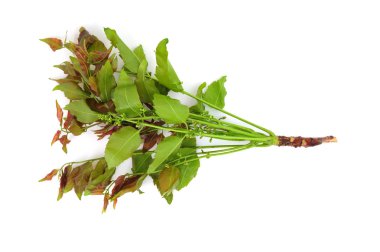 neem yaprağı ve çiçekler