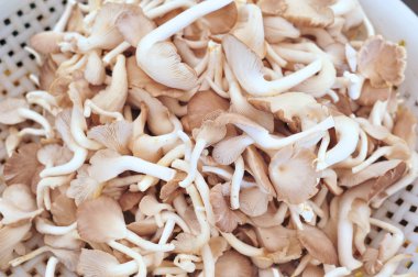 İstiridye mantarı.