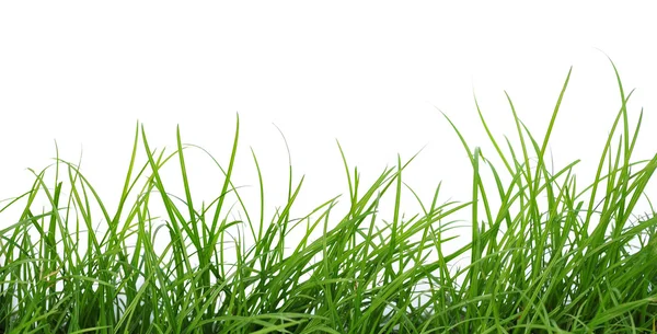 Gras — Stockfoto