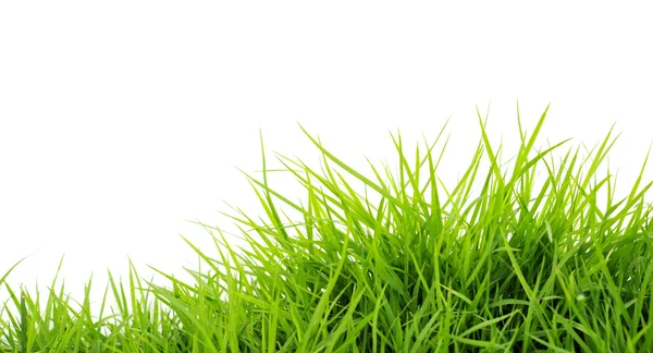 Spring grass — Stock Photo, Image