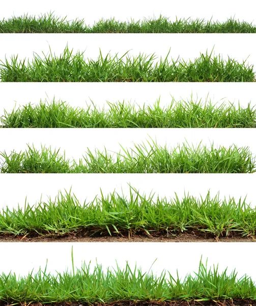 Gras — Stockfoto