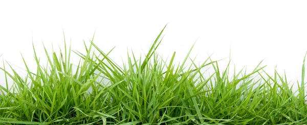 Spring grass — Stock Photo, Image