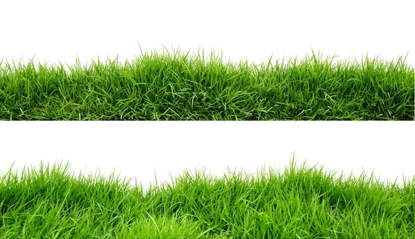 Gras — Stockfoto