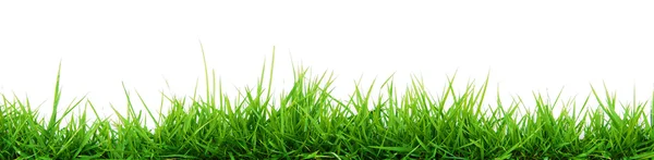 Spring grass — Stock Photo, Image