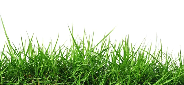 Fresh spring green grass — Stock Photo, Image