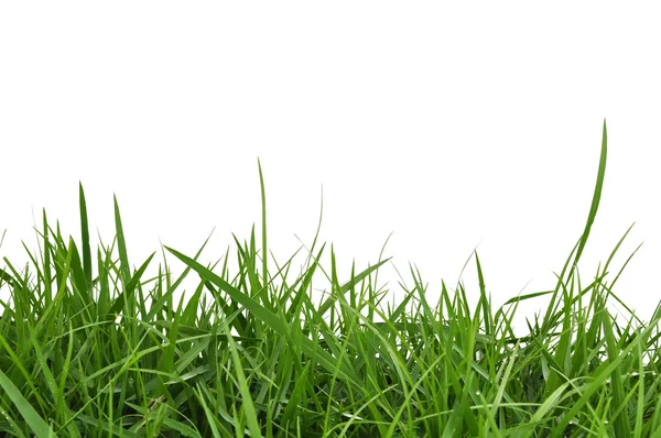 Fresh spring green grass — Stock Photo, Image