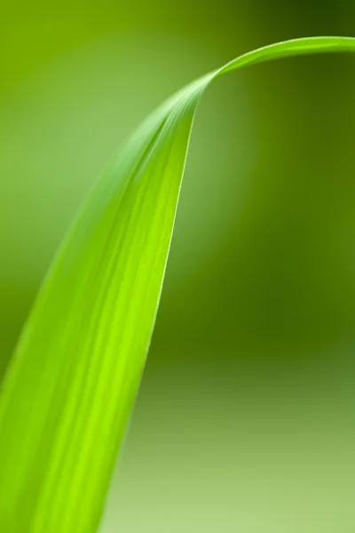 Hoja — Foto de Stock