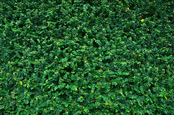 Wall of Ivy — Stock Photo, Image