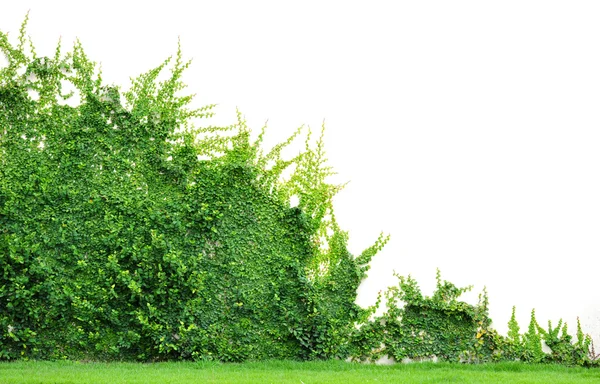 Wall of Ivy — Stock Photo, Image