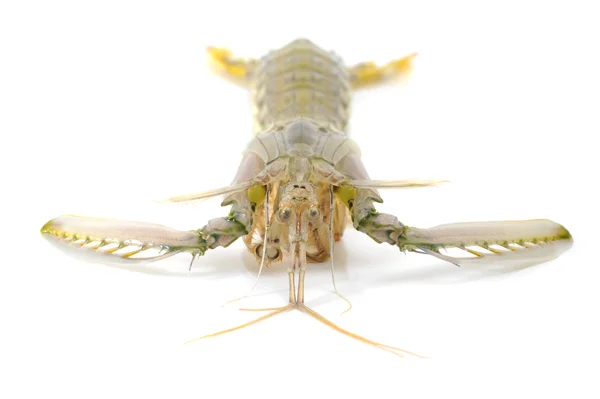 Mantis shrimp — Stock Photo, Image