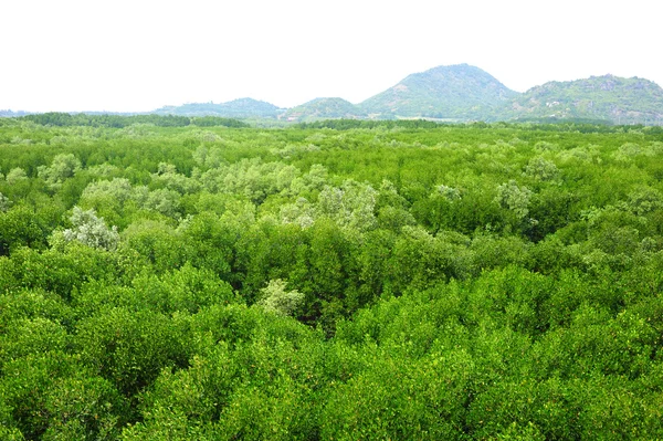 Mangrove Ormanı — Stok fotoğraf