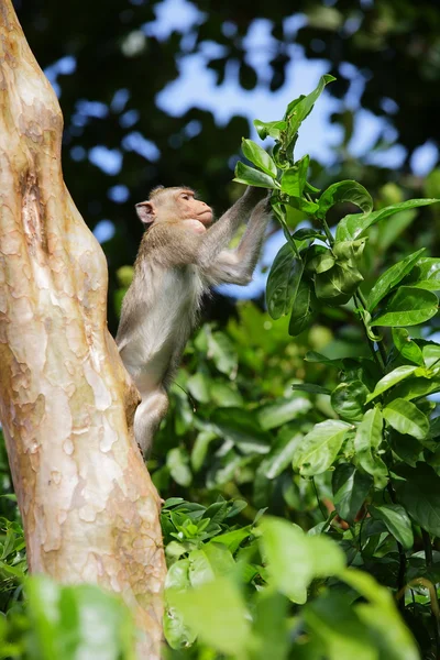 Monkey — Stock Photo, Image