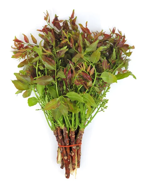 neem yaprağı ve çiçekler