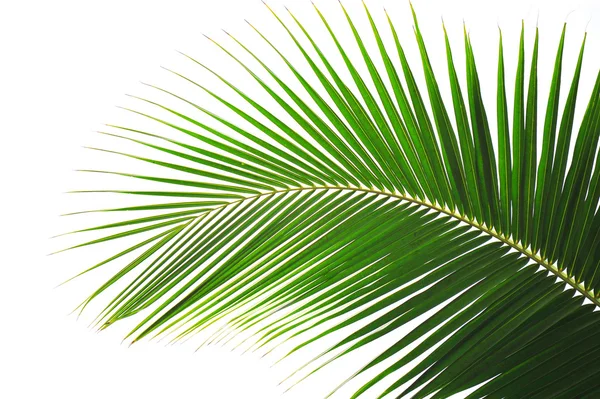 Palm Leaf — Stock Photo, Image