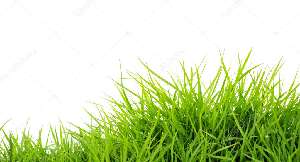 Spring grass