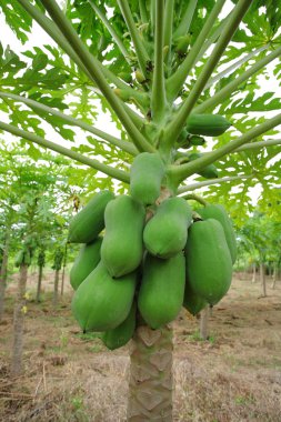 Papaya ağacını