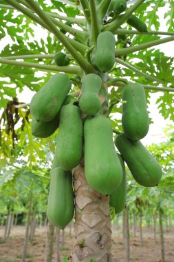 Papaya ağacını