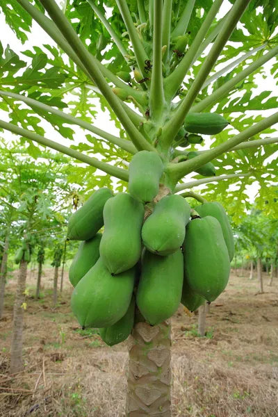 Albero di papaia — Foto Stock