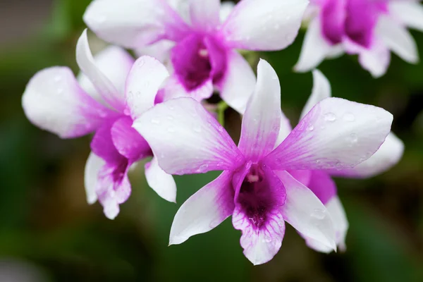 Orchidea rosa — Foto Stock