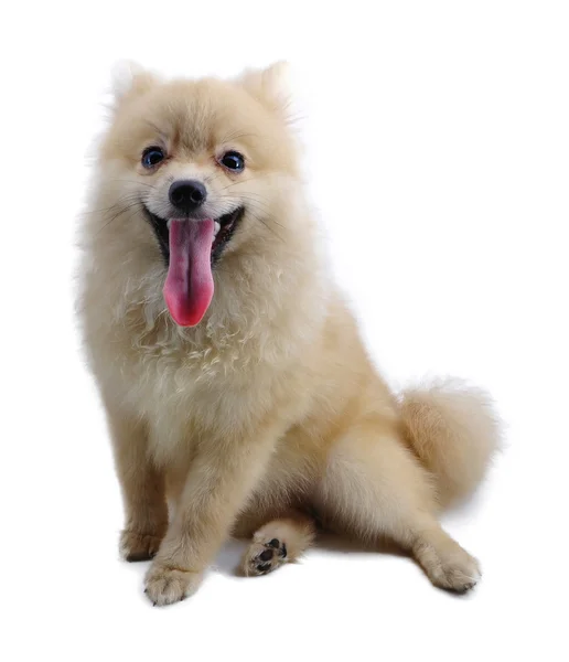 Pomeranian hund — Stockfoto