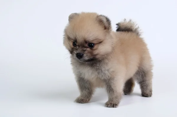 Pommerscher Hund — Stockfoto