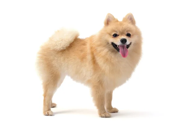 Pomeranian hund — Stockfoto