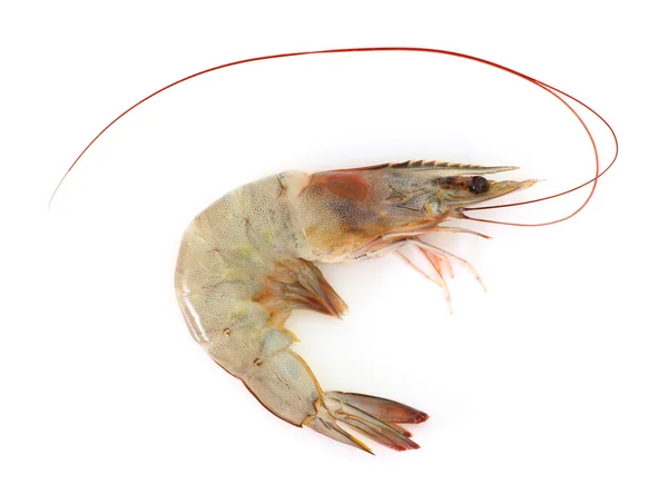 Prawn — Stock Photo, Image