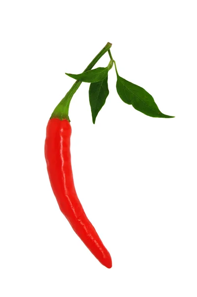 Pimienta de chile rojo — Foto de Stock