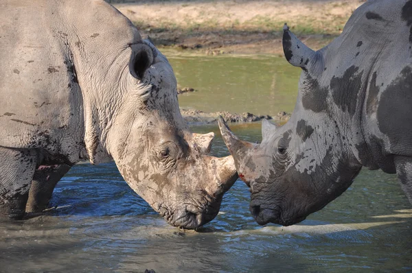 Rhinocéros combats — Photo