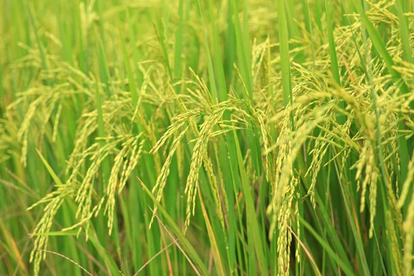 稲作農家 — ストック写真