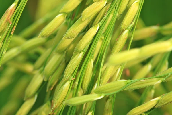 Pirinç çiftlik — Stok fotoğraf